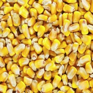 Yellow Maize