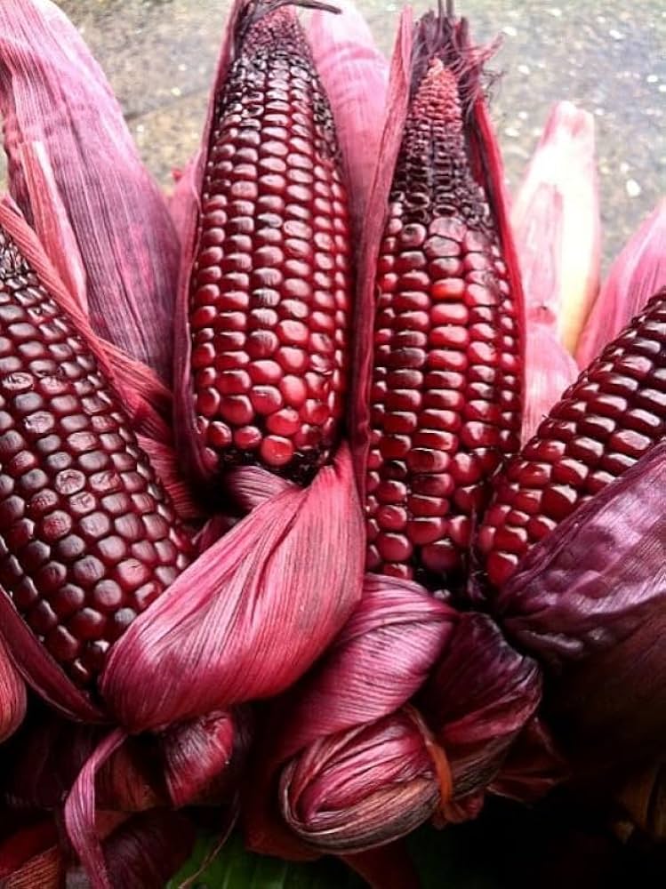 Red Corn – Premium Quality - Image 2