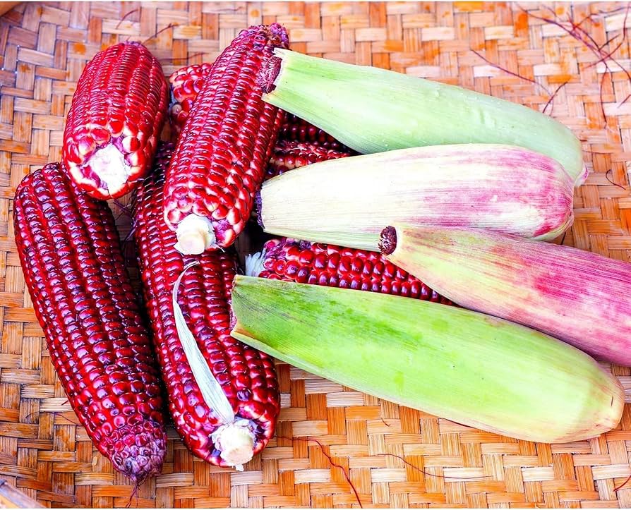 Red Corn – Premium Quality - Image 3