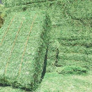 Alfalfa Hay