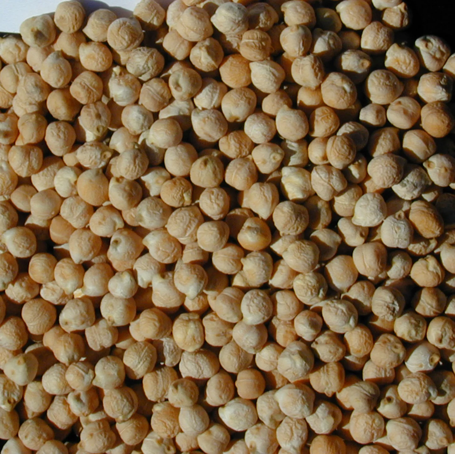 ChicKPeas - Image 4