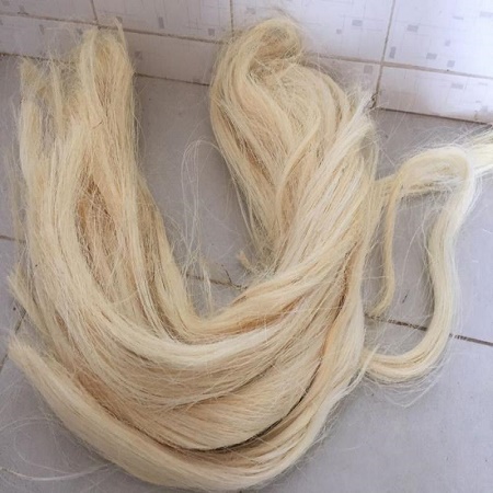 Sisal Fiber Short Fiber Tow 1 - Image 3