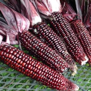 Red Corn – Premium Quality