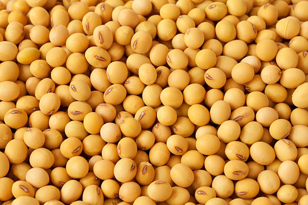 Soybean - Image 3